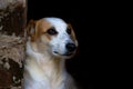 Portrait of abandoned stray dog on black background