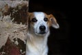 Portrait of abandoned stray dog on black background