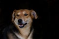 Portrait of abandoned stray dog on black background