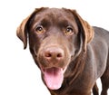 Portrait of abeautiful curious Labrador puppy Royalty Free Stock Photo