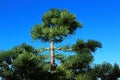 Abies concolor, the white fir