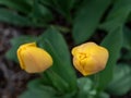 Portrait from above of two yellow tulips growing in a home garden, springtime in the Pacific Northwest
