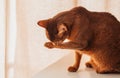 Portrait of Abyssinian cat on a light background Royalty Free Stock Photo