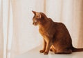 Portrait of Abyssinian cat on a light background Royalty Free Stock Photo