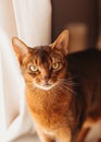 Portrait of an Abyssinian cat on a light background Royalty Free Stock Photo