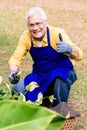 Portrait of active Asian elderly man smiling while pruning in garden