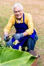 Portrait of active Asian elderly man smiling while pruning green Royalty Free Stock Photo