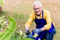 Portrait of active Asian elderly man smiling while pruning green Royalty Free Stock Photo