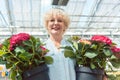 Portrait of an active senior woman holding two potted ornamental Royalty Free Stock Photo