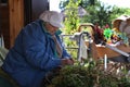 Portrait of active senior woman sorting green peas