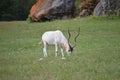 Portrait Of An Addax In The Natural Park Of Cabarceno Old Mine For Iron Extraction. August 25, 2013. Cabarceno, Cantabria. Royalty Free Stock Photo