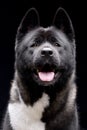 Portrait of an adorable american Akita