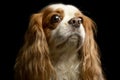 Portrait of an adorable American Cocker Spaniel Royalty Free Stock Photo