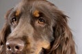 Portrait of an adorable American Cocker Spaniel Royalty Free Stock Photo