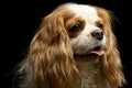 Portrait of an adorable American Cocker Spaniel Royalty Free Stock Photo