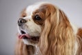 Portrait of an adorable American Cocker Spaniel Royalty Free Stock Photo