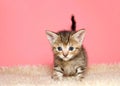 Portrait of an adorable baby kitten standing on sheepskin Royalty Free Stock Photo