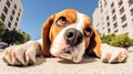 Portrait of an adorable Beagle dog lying on a pavement Royalty Free Stock Photo