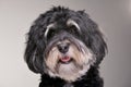 Portrait of an adorable Bichon havanese