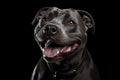 Portrait of an adorable black American Staffordshire Terrier, isolated on black background. Royalty Free Stock Photo