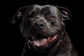 Portrait of an adorable black American Staffordshire Terrier, isolated on black background. Royalty Free Stock Photo