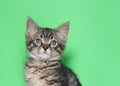 Portrait of an adorable black and gray striped tabby kitten on green Royalty Free Stock Photo