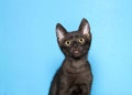 Portrait of an adorable black kitten looking up Royalty Free Stock Photo