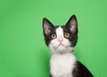 Portrait of an adorable black and white kitten on green Royalty Free Stock Photo