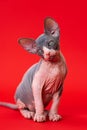 Portrait of adorable blue and white color male kitten of Canadian Sphynx posing on red background.
