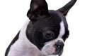 Portrait of an adorable Boston Terrier Royalty Free Stock Photo