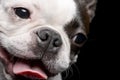 Portrait of an adorable Boston Terrier Royalty Free Stock Photo