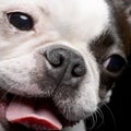 Portrait of an adorable Boston Terrier Royalty Free Stock Photo