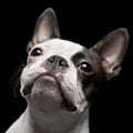 Portrait of an adorable Boston Terrier Royalty Free Stock Photo