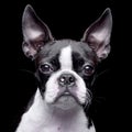 Portrait of an adorable Boston Terrier Royalty Free Stock Photo