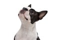 Portrait of an adorable Boston Terrier Royalty Free Stock Photo