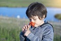 Portrait of adorable boy smelling flower, Candid shot child Smell sensory learning from poppy, Kid explorer and learning about Royalty Free Stock Photo