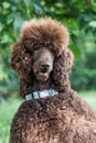 Portrait of adorable brown standard poodle