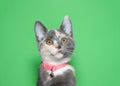 Portrait of a diluted calico kitten wearing a pink collar Royalty Free Stock Photo