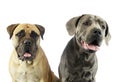 Portrait of an adorable bull mastiff and a great dane