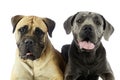 Portrait of an adorable bull mastiff and a great dane