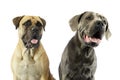 Portrait of an adorable bull mastiff and a great dane