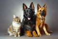 portrait of adorable cat and two dogs together. animal friendship. generative AI Royalty Free Stock Photo