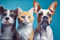 portrait of adorable cat and two dogs together. animal friendship. generative AI Royalty Free Stock Photo