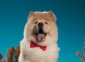 Portrait of an adorable chow chow puppy dog wearing bowtie Royalty Free Stock Photo
