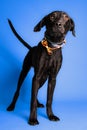 Portrait of an adorable clack dog with a bow tie on blue background - dog up for adoption Royalty Free Stock Photo