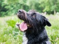 Portrait of adorable cross breed dog, schnauzer and border collie mix (border schnollie), with tongue out, staring