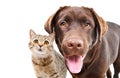 Portrait of adorable curious labrador and cat scottish straight