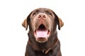 Portrait of adorable curious Labrador puppy