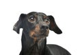 Portrait of an adorable Dachshund Royalty Free Stock Photo