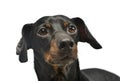 Portrait of an adorable Dachshund Royalty Free Stock Photo